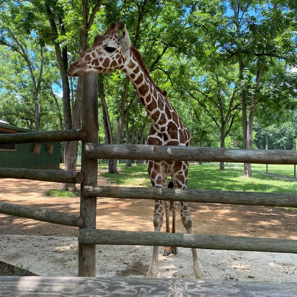 Meet your Posher, Candis - Picture 1 of 1